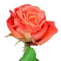 Floristik24 Rose Kunstblume Lachs 67,5cm