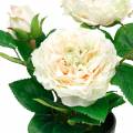 Floristik24 Pfingstrose im Topf, Romantische Deko-Rose, Seidenblume Cremeweiß