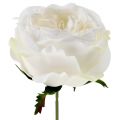 Floristik24 Rosenblüte Weiß 17cm 4St