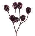 Floristik24 Salignum Zweige mit Zapfen Bordeaux 25St