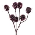 Floristik24 Salignum Zweige mit Zapfen Berry 25 St