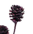 Salignum Zweige mit Zapfen Berry 25 St | Floristik24.ch