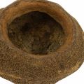 Paradiesnuss Pflanztopf Natur Sapucaia Ø14cm H10cm 3 St | Floristik24.ch