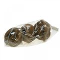 Paradiesnuss Pflanztopf Natur Sapucaia Ø14cm H10cm 3 St | Floristik24.ch