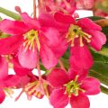 Künstlicher Blütenzweig Oncidium Orchideen 112cm Pink 3 Stück | Floristik24.ch