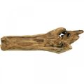 Floristik24 Dekoschale Paulownia Holz, Blumentablett, Holzgefäß L58cm H7–8cm