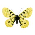 Floristik24 Schmetterling Gelb am Clip 11cm 6St