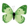 Floristik24 Schmetterling Grün am Clip 10cm - 11cm 6St