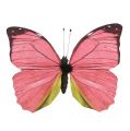 Floristik24 Schmetterling Pink am Clip 11cm 6St