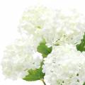 Floristik24 Schneeball Viburnum Zweig Weiß 42,5cm