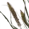 Trockenblumen Setaria Anthrazit Natur Borstenhirse Bund 100g | Floristik24.ch