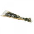 Trockenblumen Setaria Anthrazit Natur Borstenhirse Bund 100g | Floristik24.ch