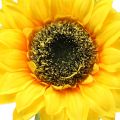 Floristik24 Sonnenblume künstlich für Dekoration Ø15cm