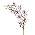 Floristik24 Spinnenorchideen Brassia Pink-Weiß 108cm 3St