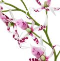 Floristik24 Spinnenorchideen Brassia Pink-Weiß 108cm 3St