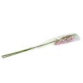 Floristik24 Spinnenorchideen Brassia Pink-Weiß 108cm 3St