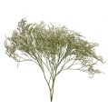 Floristik24 Strandflieder Statice Tatarica Trockenblumen Natur 2kg