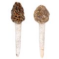 Floristik24 Künstlicher Morchel-Pilz aus Keramik im 2er-Set, 13 cm, Braun