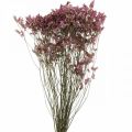 Statice, Strandflieder, Trockenblume, Wildblumen-Bund Pink L52cm 23g