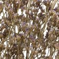 Floristik24 Strandflieder Limonium Trockenblumen Lila 70cm 50g