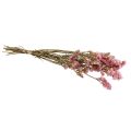 Floristik24 Strandflieder Rosa Limonium Trockenblumen 60cm 50g