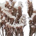 Floristik24 Strandflieder Weiß Limonium Trockenblumen 60cm 35g