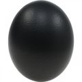 Straußenei Deko Ausgeblasen Osterdeko Schwarz Ø12cm H14cm | Floristik24.ch