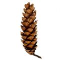 Strobus Zapfen 20 - 25cm lackiert 50St | Floristik24.ch