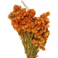 Floristik24 Strohblumen Trockenblumen Orange Klein 15g