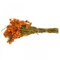 Floristik24 Strohblumen Trockenblumen Orange Klein 15g