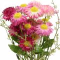 Floristik24 Rhodanthe Rosa-Pink, Seidenblumen, Kunstpflanze, Strohblumen-Bund L46cm