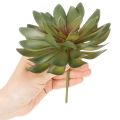 Künstliche Sukkulenten grün aus Kunststoff 18 cm 3er-Set für Innenräume | Floristik24.ch