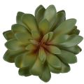 Künstliche Sukkulenten grün aus Kunststoff 18 cm 3er-Set für Innenräume | Floristik24.ch