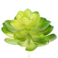 Floristik24 Künstliche Sukkulenten grün 10 cm Set 4 Stück für Schale oder Vase
