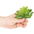 Künstliche Sukkulenten grün 10 cm Set 4 Stück für Schale oder Vase | Floristik24.ch