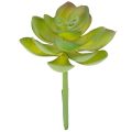 Floristik24 Künstliche Sukkulente grün aus Kunststoff 9 cm für Innenräume