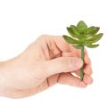 Künstliche Sukkulente grün aus Kunststoff 9 cm für Innenräume | Floristik24.ch