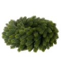 Künstlicher Tannenzweige Kranz rund 50 cm grün | Floristik24.ch