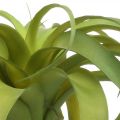 Floristik24 Tillandsie künstlich zum Stecken Hellgrün Kunstpflanze 30cm