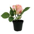 Floristik24 Tischdeko Rose im Topf Hellrosa 14cm