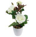 Floristik24 Tischdeko Rose im Topf Weiß 24cm