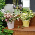 Topf aus Metall Ø18cm H17,5cm Gelb Shabby Chic mit Henkeln für Frühlingsdeko und Pflanzen | Floristik24.ch