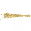 Trockenblume Phalaris, Dekogras-Bund, Trockenfloristik, Boho Natur, gebleicht L55cm 100g | Floristik24.ch