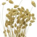 Trockenblume Phalaris, Dekogras-Bund, Trockenfloristik, Boho Natur, gebleicht L55cm 100g