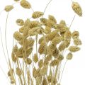 Trockenblume Phalaris, Dekogras-Bund, Trockenfloristik, Boho Natur, gebleicht L55cm 100g | Floristik24.ch
