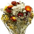Floristik24 Trockenblumen-Bukett Strohblumen und Strandflieder 125g Trockenfloristik