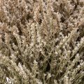 Trockenblume Strandflieder Bund 1 kg Natur für Innenbereich | Floristik24.ch
