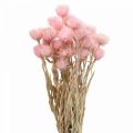 Floristik24 Trockenblumen Capblumen Pink Strohblumen H42cm
