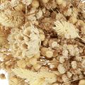 Trockenblumenkranz gebleicht Deko Kranz Creme Ø25cm | Floristik24.ch