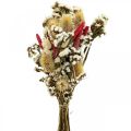 Floristik24 Trockenblumenstrauß Strohblumen Strauß Distel 40–45cm